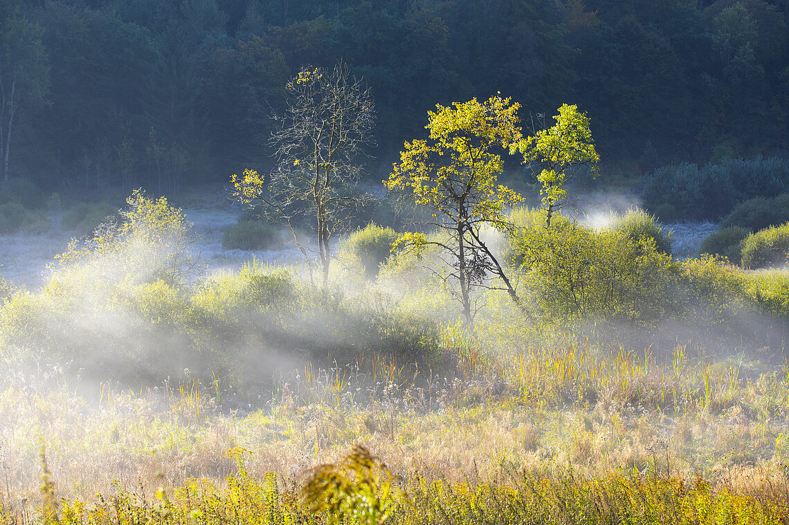 Wald im Schatten gefroren, an Waldstück strahlt Sonne ein und Nebel zieht hoch