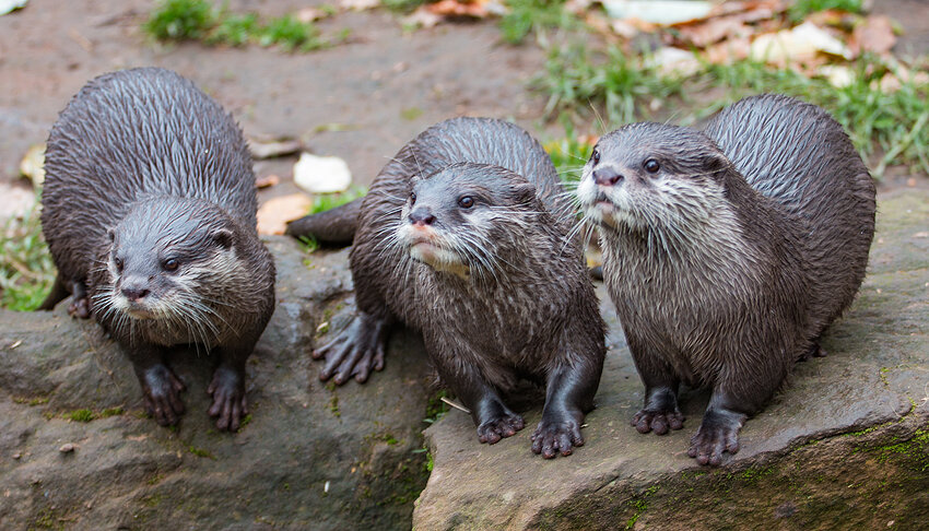 Otter im Zoo Kaiserslautern-Siegelbach